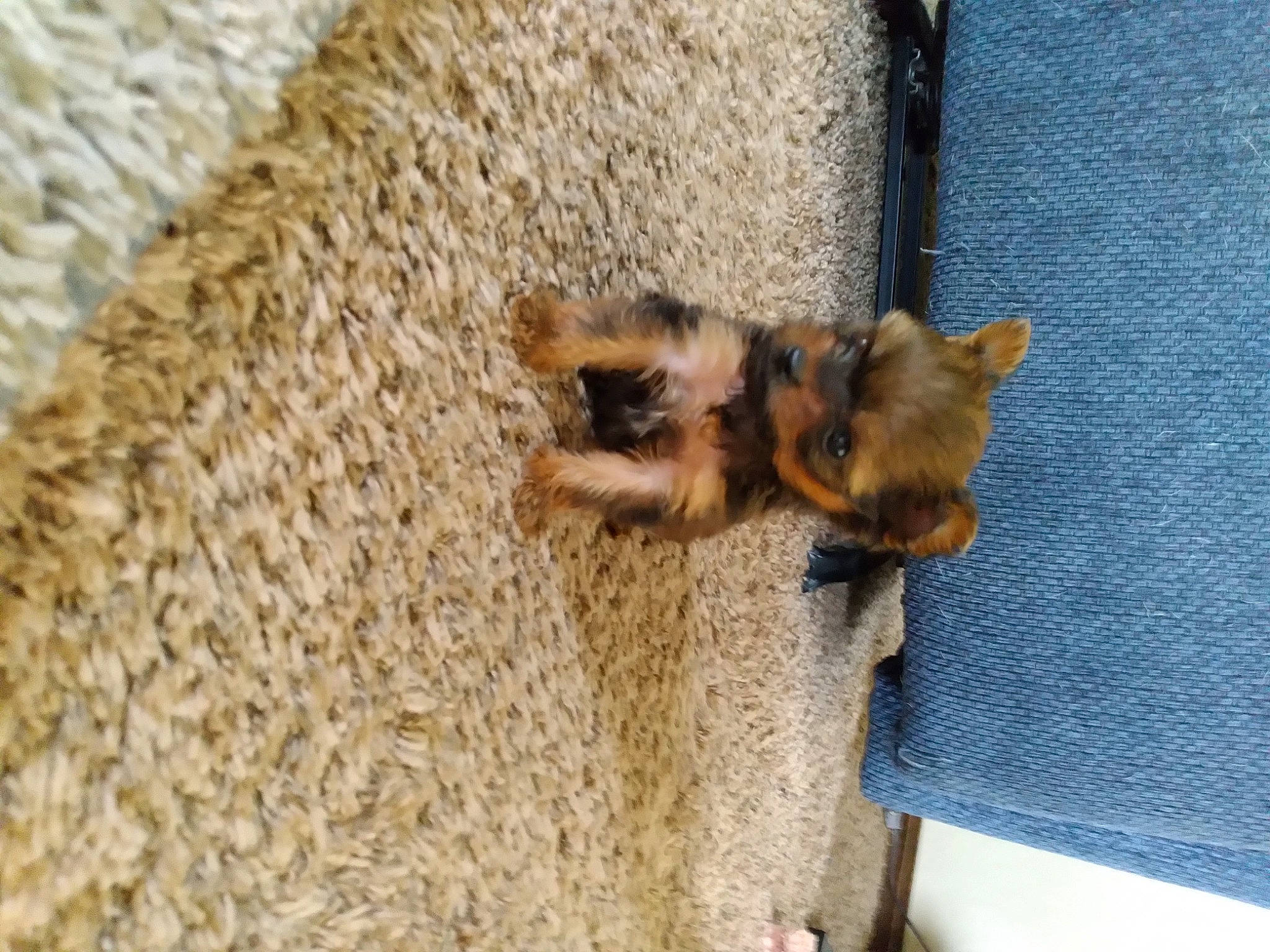 Rocket is registered to the contest to win money with this photo: bat, canidae, carnivore, claw, dog_breed, fawn, felidae, fox_squirrel, fur, membrane_winged_insect, paw, rodent, snout, tail, terrestrial_animal, whiskers, wildlife, wood, woolen, woven_fabric