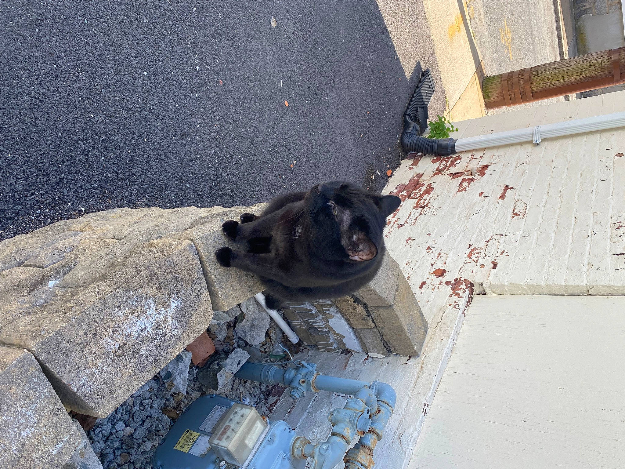 Binx is registered to the contest to win money with this photo: asphalt, carnivore, companion_dog, concrete, curb, dog_breed, felidae, gas, plant, road_surface, shadow, sidewalk, small_to_medium_sized_cats, snout, sporting_group, tail, terrestrial_animal, wood