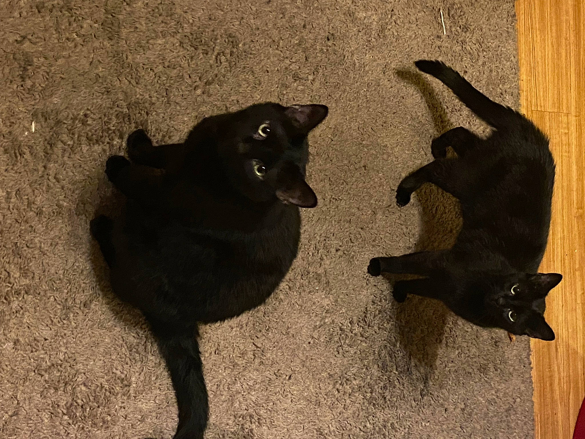 Binx joined the competition — help win amazing prizes! black_cat, bombay, canidae, carnivore, cat, dog_breed, felidae, flooring, fur, paw, road_surface, shadow, small_to_medium_sized_cats, sporting_group, tail, terrestrial_animal, tints_and_shades, whiskers, wood, working_animal