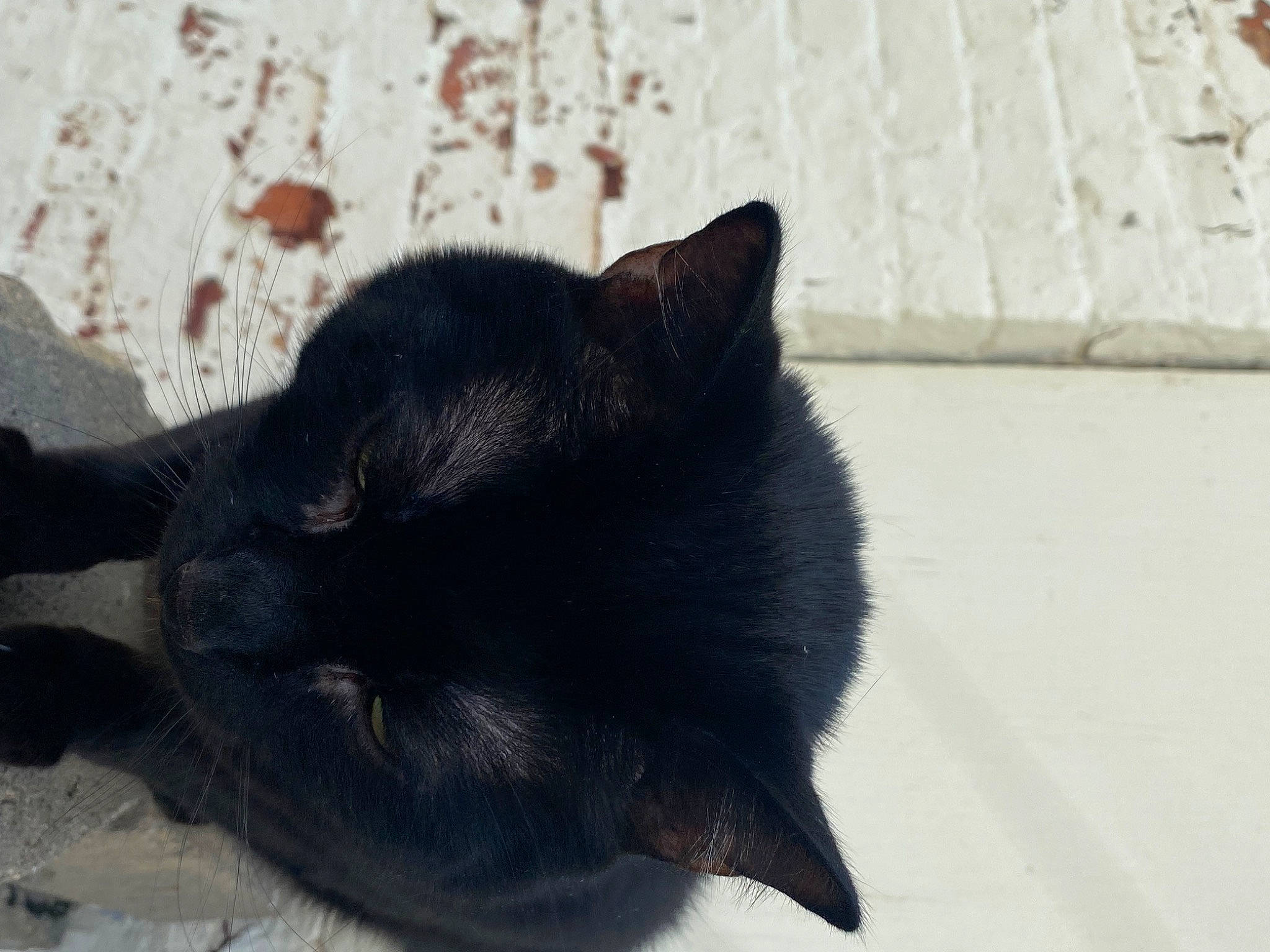 Binx joined the competition — help win amazing prizes! black_cat, bombay, carnivore, cat, claw, comfort, dog_breed, domestic_short_haired_cat, felidae, fur, grey, shadow, small_to_medium_sized_cats, snout, tail, terrestrial_animal, tree, whiskers