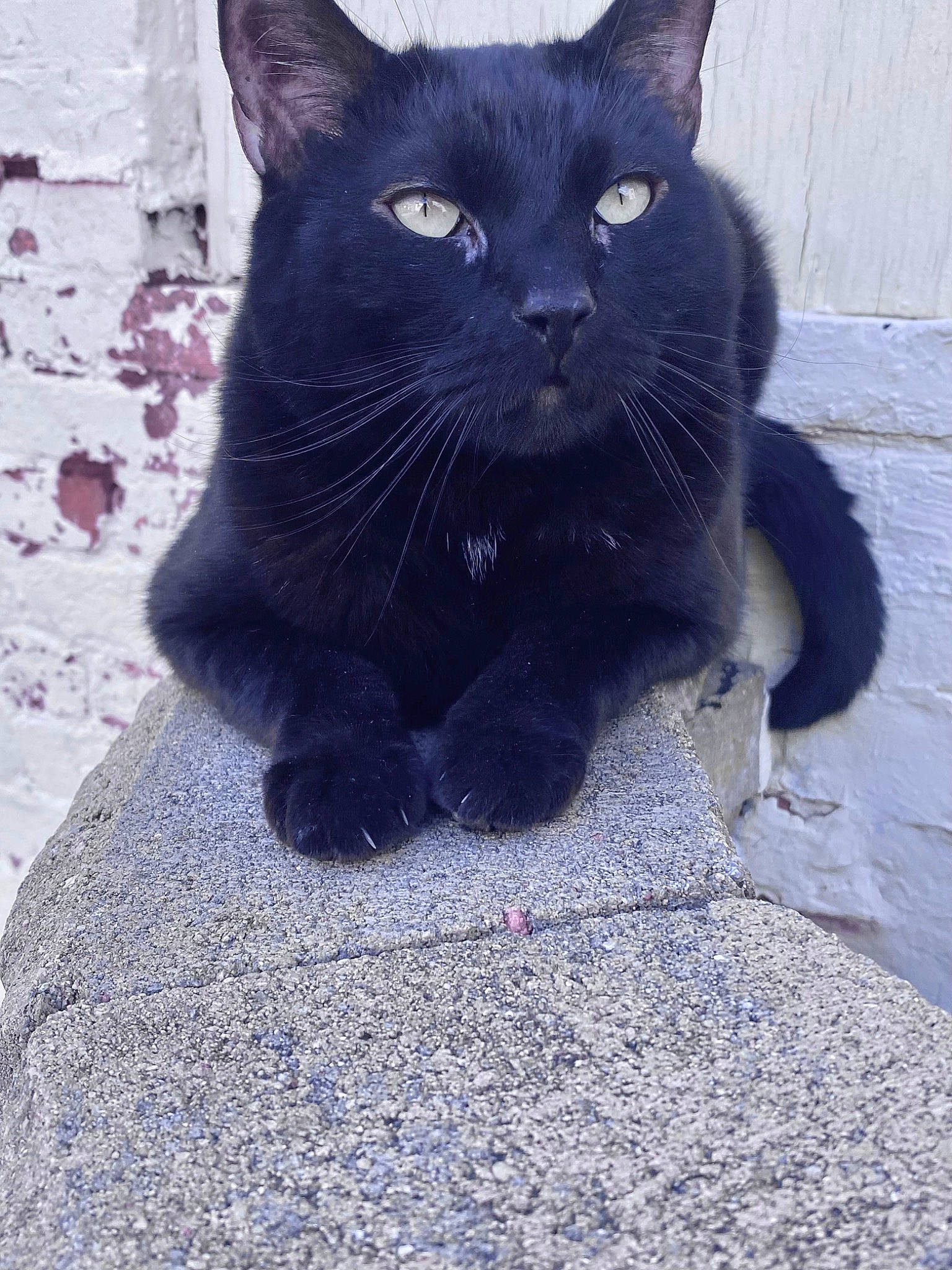 Binx joined the competition — help win amazing prizes! asphalt, black_cat, bombay, carnivore, cat, claw, concrete, domestic_short_haired_cat, electric_blue, felidae, fur, grey, paw, road_surface, shadow, small_to_medium_sized_cats, snout, tail, terrestrial_animal, whiskers