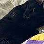 Onyx is registered to the contest to win money with this photo: animal, bedding, black_cat, blanket, cat, close_up, cozy, domestic_cat, fur, indoor, nap, pet, portrait, quilt, resting, sleeping, soft_texture, textile, whiskers, yellow_eye