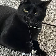 Onyx joined the competition — help win amazing prizes! animal, black_cat, carpet, cat, claws, closeup, feather, feline, fur, home, indoor, mouth, paw, pet, playful, portrait, relaxed, toy, whiskers, yellow_eyes