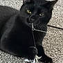 animal, black_cat, carpet, cat, claws, closeup, feather, feline, fur, home, indoor, mouth, paw, pet, playful, portrait, relaxed, toy, whiskers, yellow_eyes