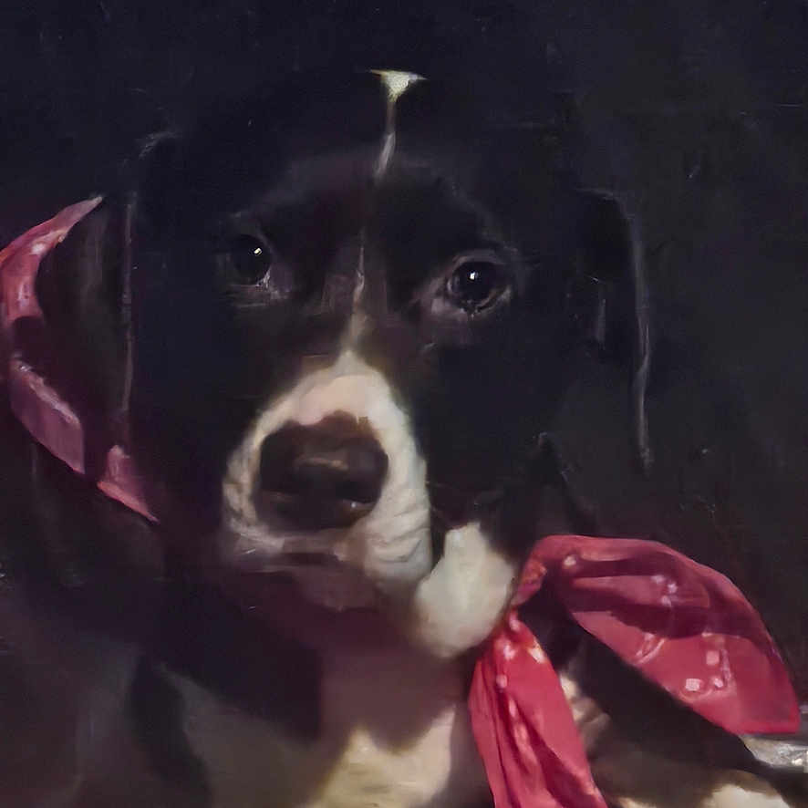Bootz Terry is registered to the contest to win money with this photo: animal, animal_portrait, bandana, black_and_white, canine, close_up, collar, cute, dark_background, dog, domestic_animal, ears, eyes, fur, indoor, looking_at_camera, muzzle, nose, pet, portrait