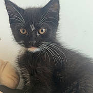 Balthazar participe au concours pour gagner de l'argent avec cette photo : cat, kitten, black_cat, whiskers, pet, animal, feline, cute, young_cat, fur, indoor, portrait, eyes, face, sitting, attention, closeup, domestic_animal, mammal, adorable