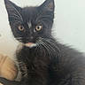 cat, kitten, black_cat, whiskers, pet, animal, feline, cute, young_cat, fur, indoor, portrait, eyes, face, sitting, attention, closeup, domestic_animal, mammal, adorable