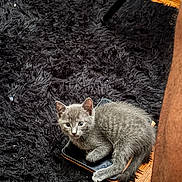 Storm is registered to the contest to win money with this photo: animal, black_rug, cat, curious, cute, domestic, floor, furry, gray_cat, indoor, kitten, looking, lying_down, pet, shaggy_rug, small, smartphone, table_leg, wooden_floor, young