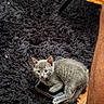 animal, black_rug, cat, curious, cute, domestic, floor, furry, gray_cat, indoor, kitten, looking, lying_down, pet, shaggy_rug, small, smartphone, table_leg, wooden_floor, young