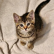 Mochi joined the competition — help win amazing prizes! kitten, cat, tabby, pet, animal, feline, cute, young, fur, whiskers, ears, eyes, tail, blanket, texture, indoor, looking_up, small, adorable, curious