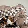 cat, calico_cat, sleeping, plush_toy, stuffed_animal, bunny, checkered_bedspread, bed, indoor, cozy, resting, fur, animal, pet, cute, soft, relaxing, comfort, home, nap