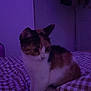 Moka participe au concours pour gagner de l'argent avec cette photo : cat, calico_cat, pet, animal, bed, blanket, checkered_pattern, indoor, purple_light, furniture, coats, quiet, resting, domestic, soft_light, fur, whiskers, ears, cute, companion