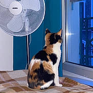 Moka participe au concours pour gagner de l'argent avec cette photo : cat, calico_cat, blanket, window, fan, indoor, evening, blue_light, curtain, furniture, pet, animal, domestic, cozy, soft_texture, resting, looking_out, quiet, home, relaxation