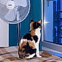 cat, calico_cat, blanket, window, fan, indoor, evening, blue_light, curtain, furniture, pet, animal, domestic, cozy, soft_texture, resting, looking_out, quiet, home, relaxation