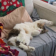 Pickles joined the competition — help win amazing prizes! cat, fluffy, couch, pillow, blanket, indoor, relaxed, pet, feline, fur, stretching, cozy, home, animal, whiskers, soft, resting, cute, tabby, domestic