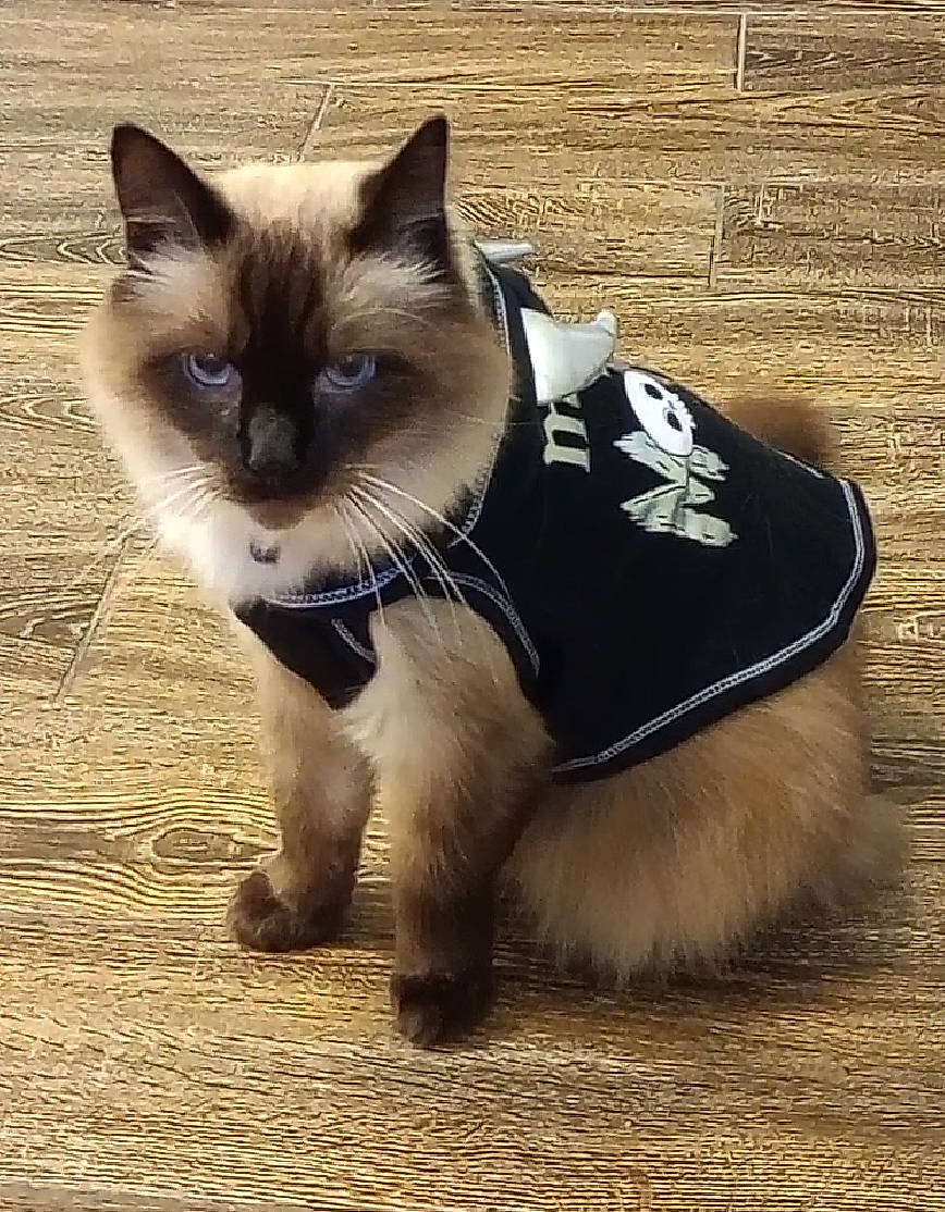 Romulus is registered to the contest to win money with this photo: birman, carnivore, cat, collar, companion_dog, dog_breed, dog_supply, domestic_short_haired_cat, fawn, felidae, flooring, fur, paw, siamese, small_to_medium_sized_cats, snout, tail, terrestrial_animal, thai, whiskers