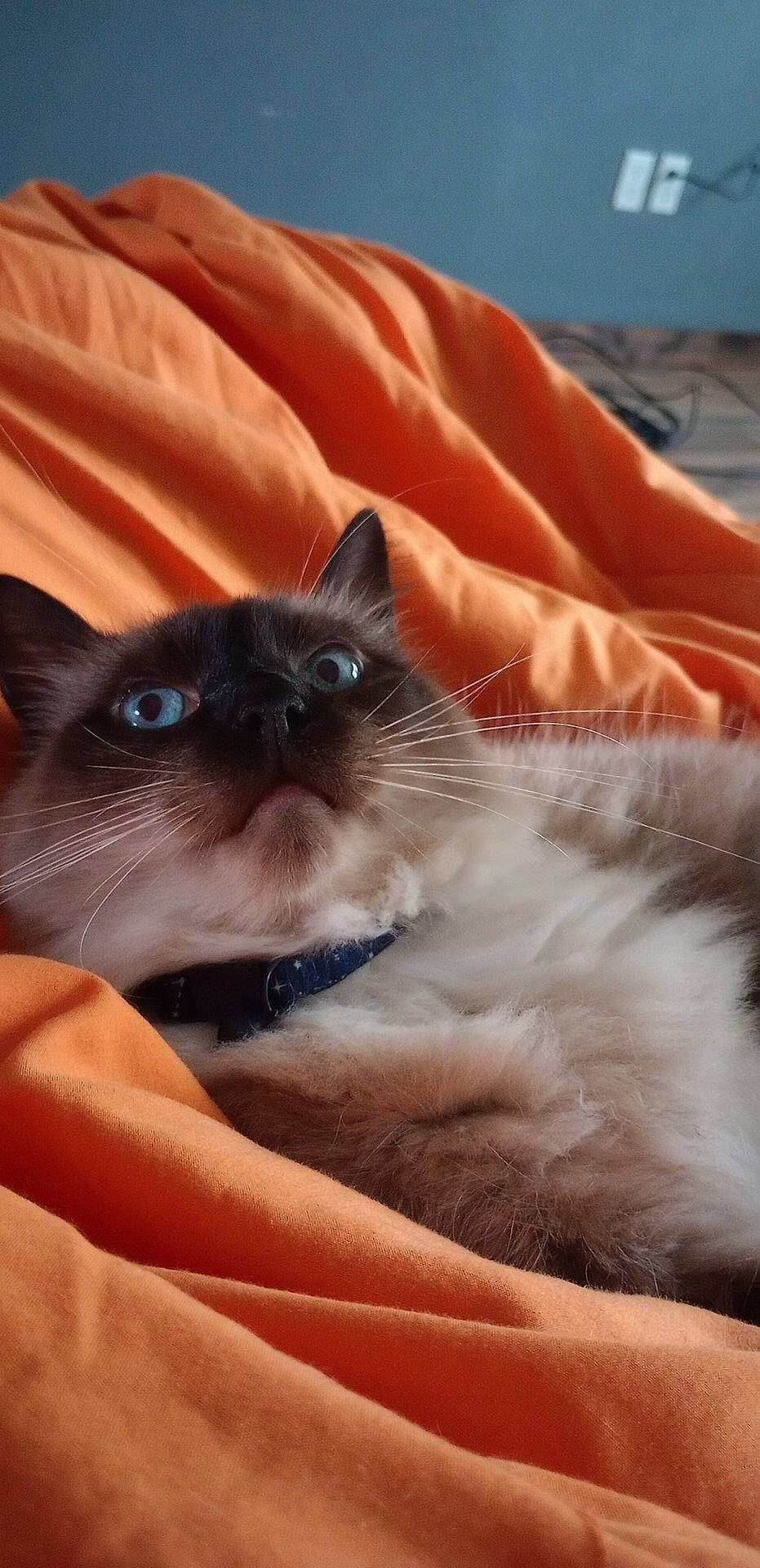 Romulus joined the competition — help win amazing prizes! balinese, birman, carnivore, cat, comfort, electric_blue, fawn, felidae, fur, iris, siamese, small_to_medium_sized_cats, snout, thai, whiskers