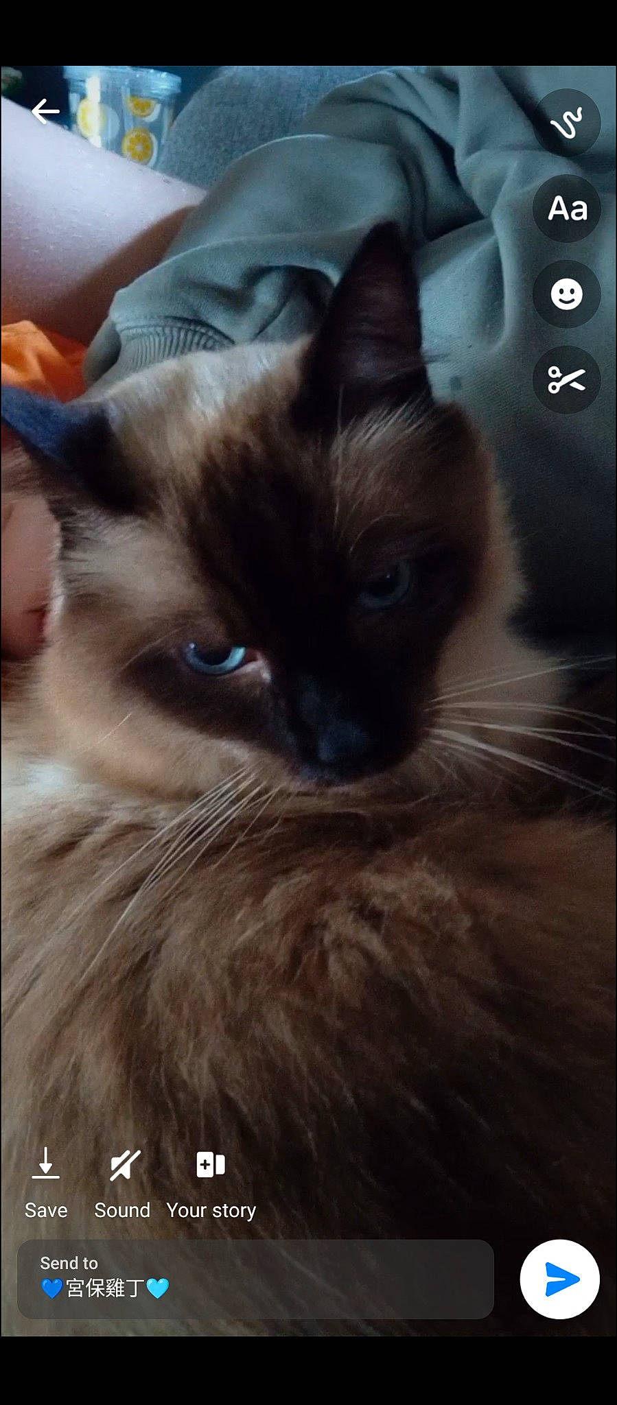 Romulus is registered to the contest to win money with this photo: balinese, birman, carnivore, cat, fawn, felidae, fur, ragdoll, siamese, small_to_medium_sized_cats, snout, terrestrial_animal, thai, whiskers, wildlife