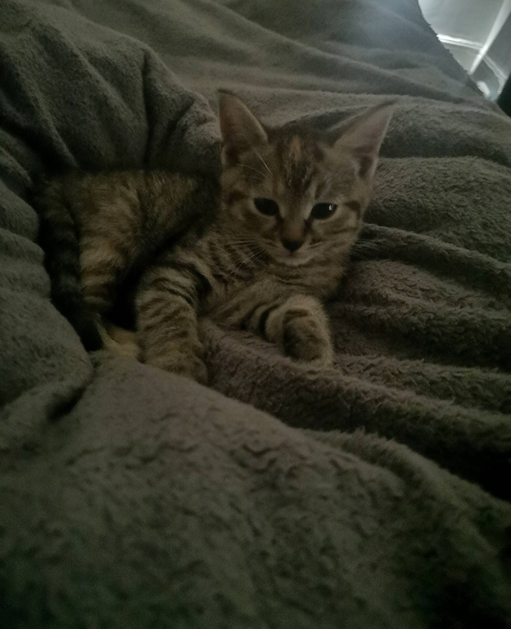 Rosie joined the competition — help win amazing prizes! bed, bedding, carnivore, cat, comfort, domestic_short_haired_cat, eye, fawn, felidae, fur, grey, linens, paw, small_to_medium_sized_cats, snout, tail, terrestrial_animal, tree, whiskers, wildlife