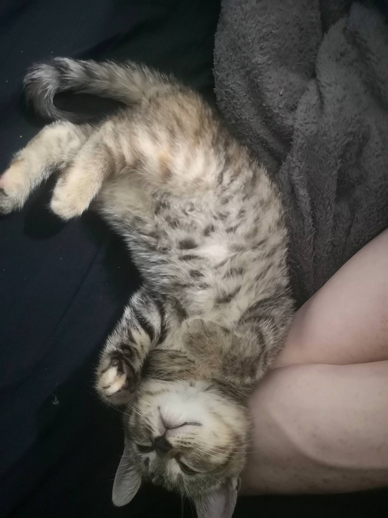 Rosie is registered to the contest to win money with this photo: carnivore, cat, claw, cloud, comfort, darkness, domestic_short_haired_cat, felidae, foot, fur, grey, monochrome_photography, nap, paw, sky, sleep, small_to_medium_sized_cats, snout, tail, whiskers