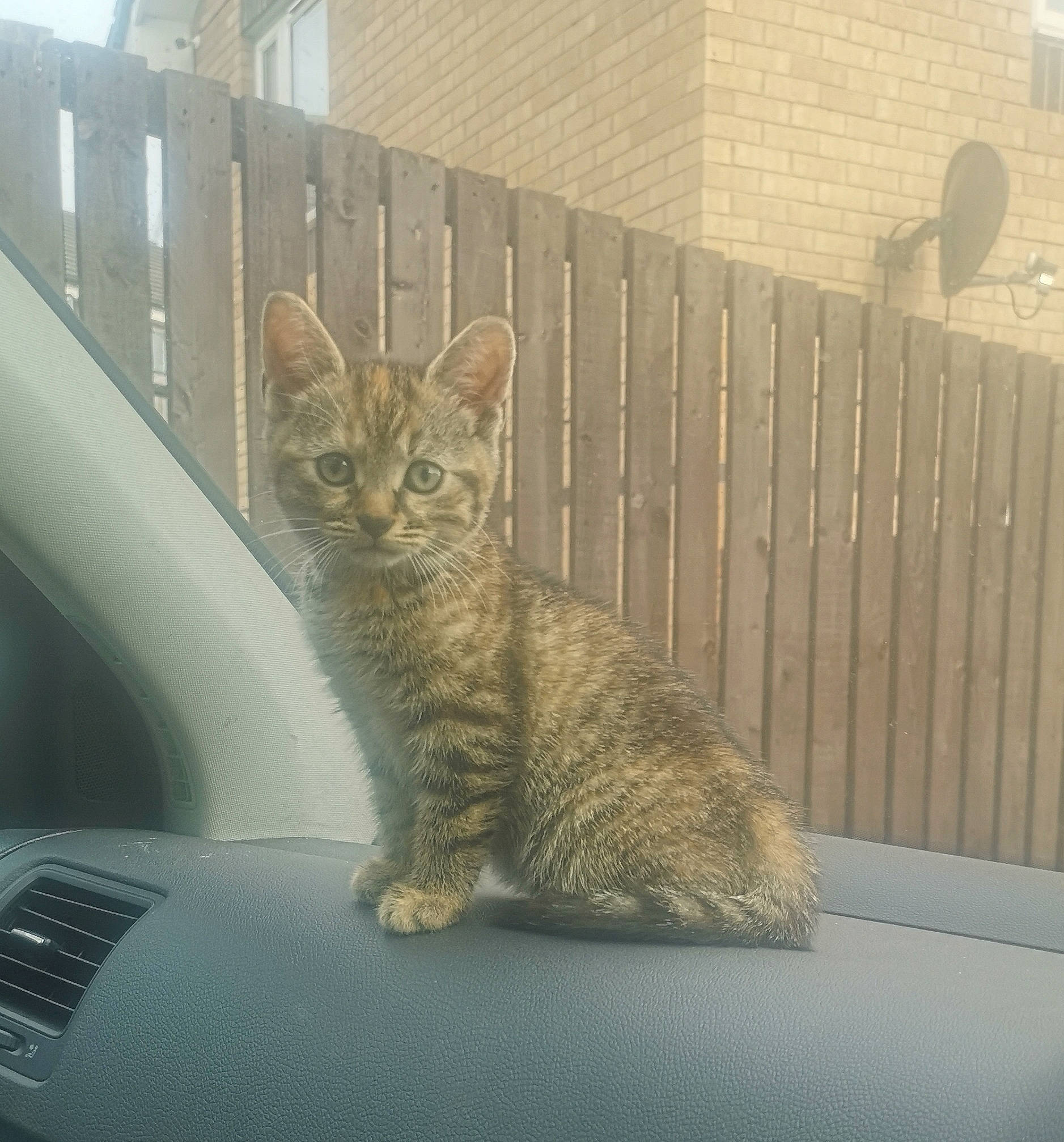 Rosie is registered to the contest to win money with this photo: automotive_exterior, carnivore, cat, comfort, domestic_short_haired_cat, felidae, fence, fur, hardwood, metal, motor_vehicle, small_to_medium_sized_cats, snout, tail, terrestrial_animal, vehicle_door, whiskers, window, windshield, wood