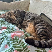Princess is registered to the contest to win money with this photo: cat, tabby_cat, sleeping, quilt, floral_pattern, couch, indoor, pet, feline, cozy, relaxed, fur, whiskers, tablet, home, curled_up, nap, domestic_animal, comfort, resting