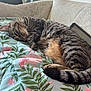 cat, tabby_cat, sleeping, quilt, floral_pattern, couch, indoor, pet, feline, cozy, relaxed, fur, whiskers, tablet, home, curled_up, nap, domestic_animal, comfort, resting