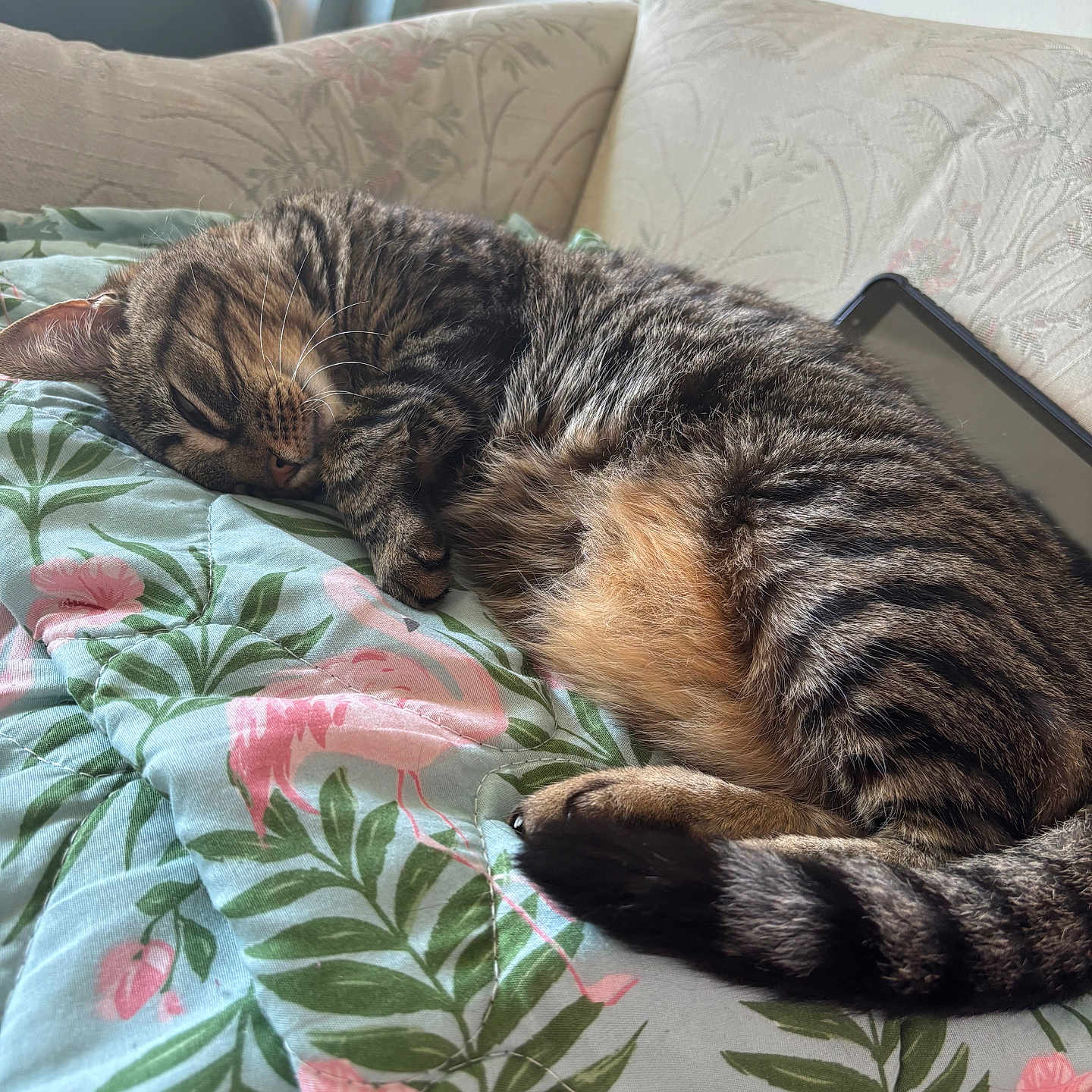 Princess is registered to the contest to win money with this photo: cat, comfort, couch, cozy, curled_up, domestic_animal, feline, floral_pattern, fur, home, indoor, nap, pet, quilt, relaxed, resting, sleeping, tabby_cat, tablet, whiskers