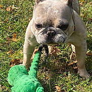 Ice joined the competition — help win amazing prizes! dog, french_bulldog, toy, green_toy, grass, outdoor, pet, animal, play, sunlight, wrinkled_face, cute, focused, collar, leash, nature, canine, small_dog, leaf, summer