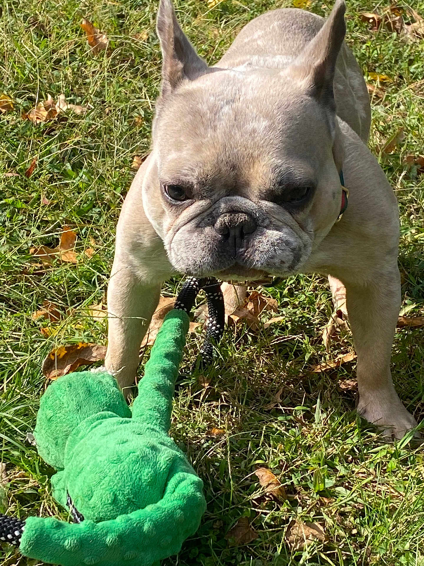 Ice joined the competition — help win amazing prizes! dog, french_bulldog, toy, green_toy, grass, outdoor, pet, animal, play, sunlight, wrinkled_face, cute, focused, collar, leash, nature, canine, small_dog, leaf, summer