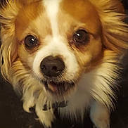Benny Boo Boo joined the competition — help win amazing prizes! adorable, animal, brown, canine, closeup, companion, cute, dog, domestic, ears, face, fluffy, friendly, fur, indoor, looking_up, pet, portrait, small_dog, white