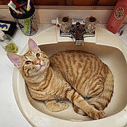 Cheeto joined the competition — help win amazing prizes! cat, orange_tabby, sink, bathroom, toothbrush, toothpaste, soap, lotion_bottle, countertop, domestic, pet, feline, curious, relaxed, fur, whiskers, ears, tail, eyes, household