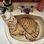cat, orange_tabby, sink, bathroom, toothbrush, toothpaste, soap, lotion_bottle, countertop, domestic, pet, feline, curious, relaxed, fur, whiskers, ears, tail, eyes, household