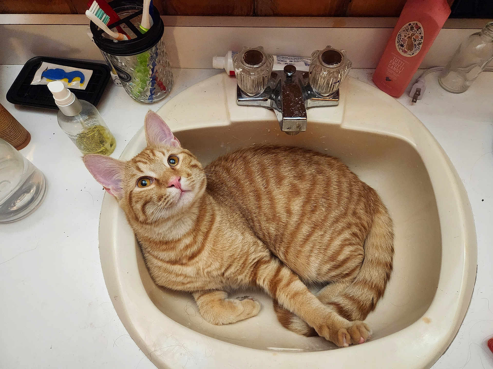 Cheeto joined the competition — help win amazing prizes! cat, orange_tabby, sink, bathroom, toothbrush, toothpaste, soap, lotion_bottle, countertop, domestic, pet, feline, curious, relaxed, fur, whiskers, ears, tail, eyes, household