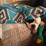 Louie is registered to the contest to win money with this photo: dog, sleeping, blanket, couch, plush_toy, indoor, cozy, resting, pet, animal, comfort, furniture, relaxation, snuggling, home, canine, toy, brown, white, black