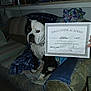 Louie joined the competition — help win amazing prizes! dog, certificate, couch, blanket, indoor, furniture, hand, clothing, jeans, training, obedience, award, paper, sitting, domestic, pet, collar, room, canine, achievement
