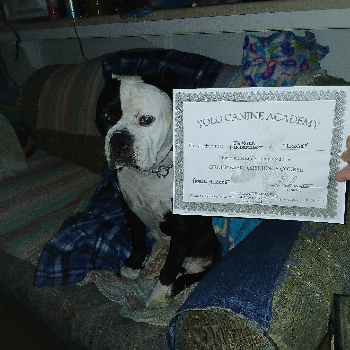 Louie joined the competition — help win amazing prizes! achievement, award, blanket, canine, certificate, clothing, collar, couch, dog, domestic, furniture, hand, indoor, jeans, obedience, paper, pet, room, sitting, training