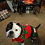 Louie is registered to the contest to win money with this photo: dog, pet, costume, holiday, elf_outfit, carpet, indoor, furniture, chair, wooden, black_and_white, looking_up, curious, decor, household_items, cozy, animal, canine, festive, domestic