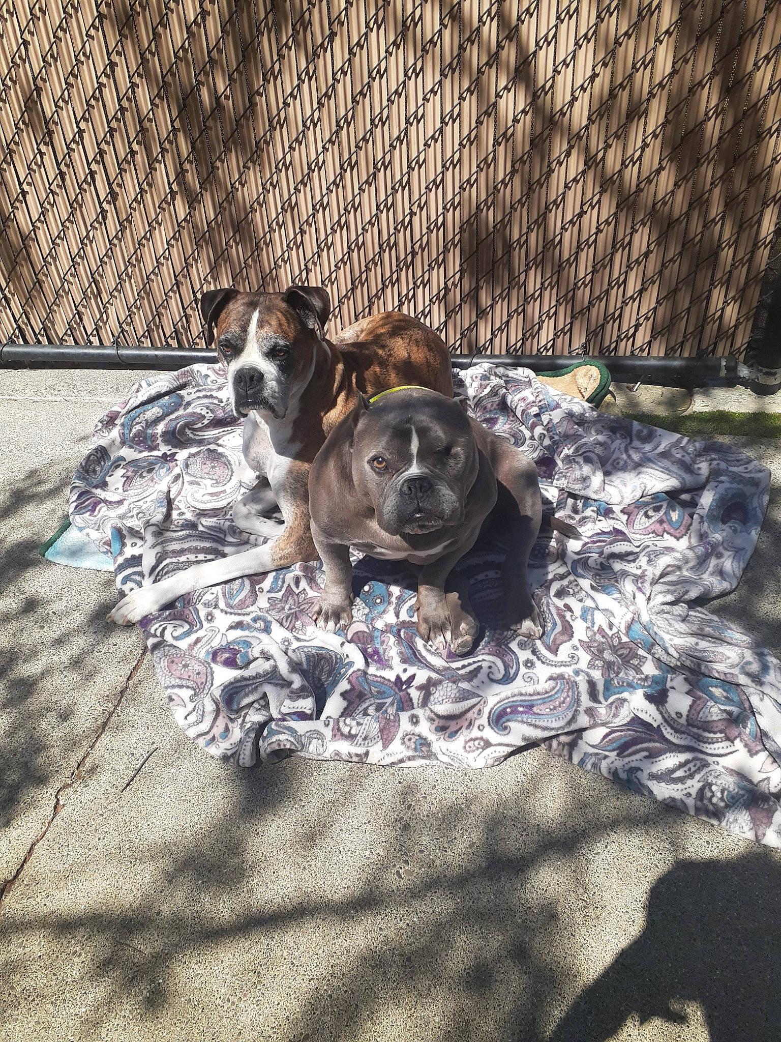 Jack is registered to the contest to win money with this photo: animal_shelter, carnivore, collar, companion_dog, dog, dog_breed, dog_supply, fawn, fence, grass, leash, mesh, pet_supply, sporting_group, street_dog, terrestrial_animal, wire_fencing, wood, working_animal, working_dog