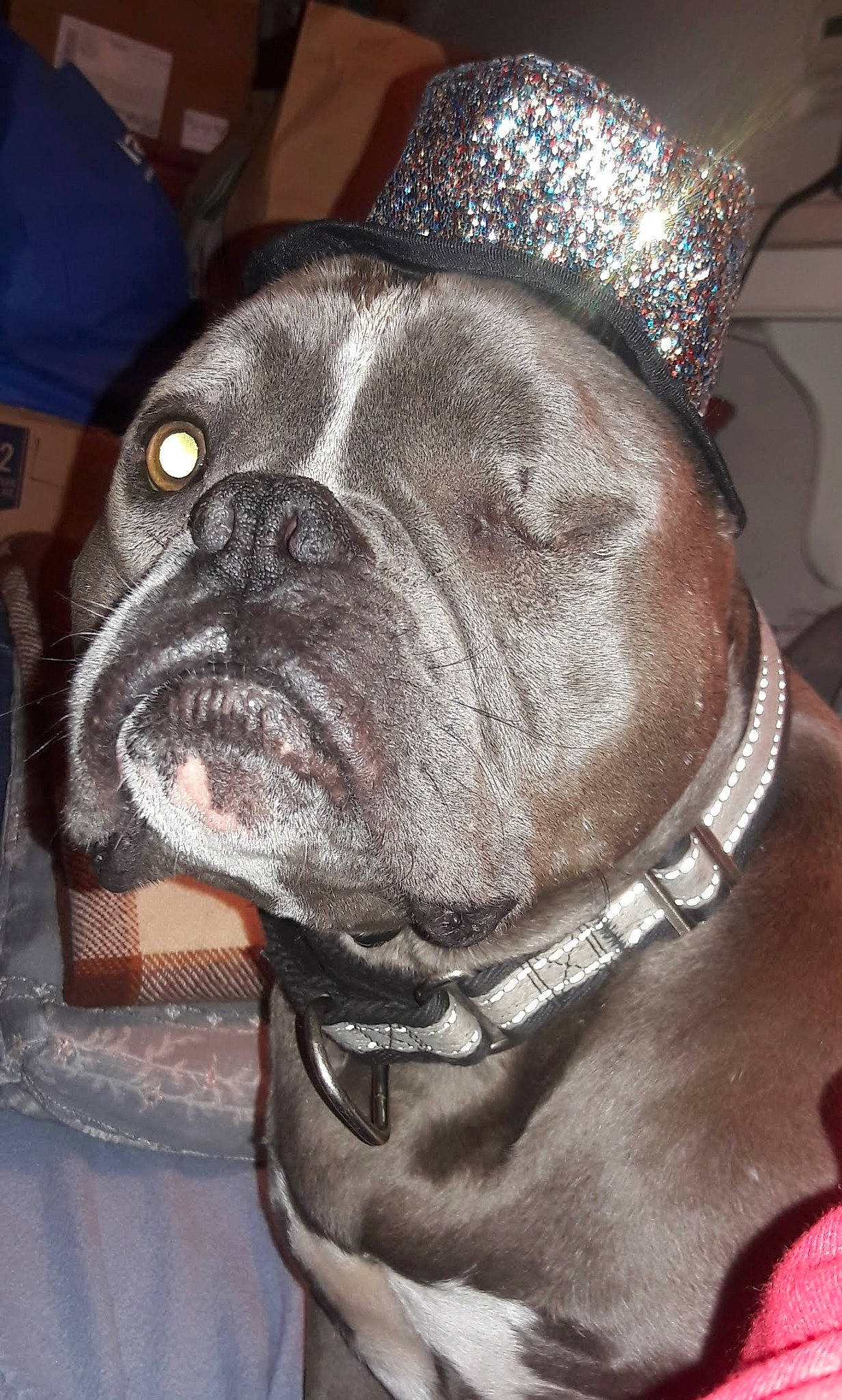 Jack joined the competition — help win amazing prizes! carnivore, collar, companion_dog, dog, dog_breed, dog_collar, ear, event, fashion_accessory, fawn, fur, giant_dog_breed, liver, molosser, pet_supply, snout, sporting_group, whiskers, working_animal, wrinkle