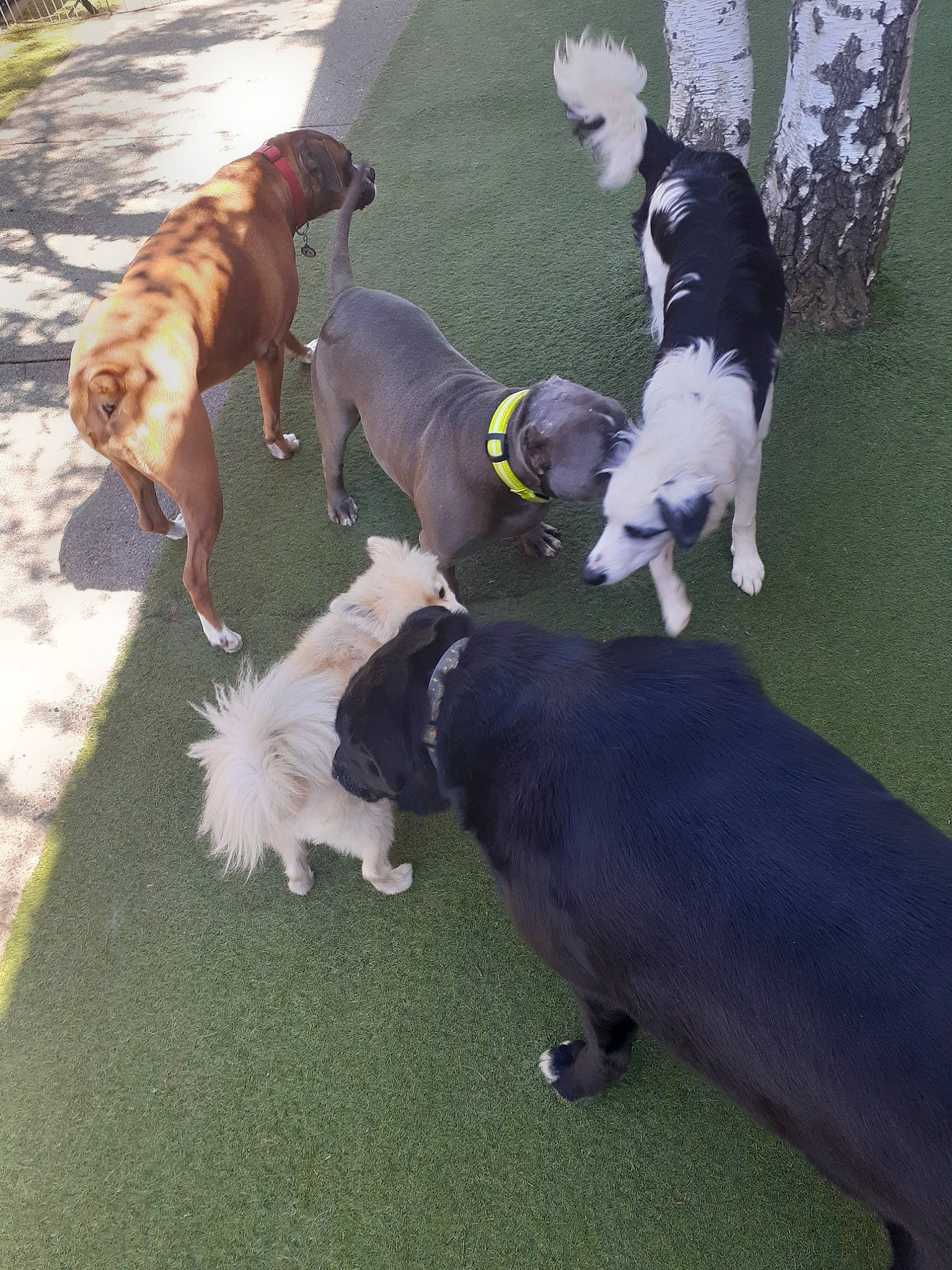 Jack is registered to the contest to win money with this photo: canidae, carnivore, collar, companion_dog, dog, dog_breed, dog_collar, dog_supply, fur, grass, green, guard_dog, leash, mammal, pet_supply, sporting_group, tail, vertebrate, working_animal, working_dog