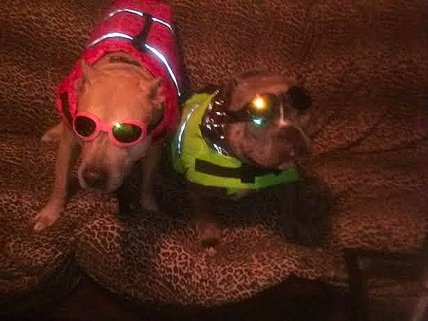 Jack is registered to the contest to win money with this photo: canidae, carmine, carnivore, companion_dog, darkness, dog, dog_breed, dog_supply, eyewear, fawn, fun, goggles, personal_protective_equipment, snout, sporting_group, sunglasses, terrestrial_animal, toy, vision_care, working_animal