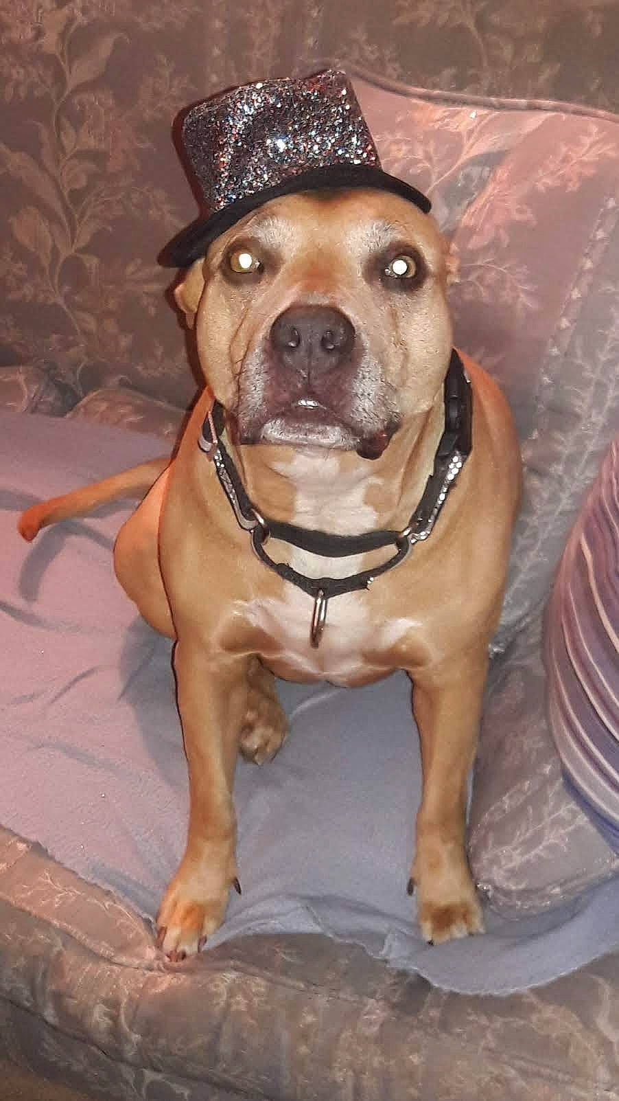 Nala joined the competition — help win amazing prizes! carnivore, collar, companion_dog, dog, dog_breed, dog_collar, fashion_accessory, fawn, fur, guard_dog, hat, leash, liver, pet_supply, snout, sporting_group, whiskers, working_animal, working_dog