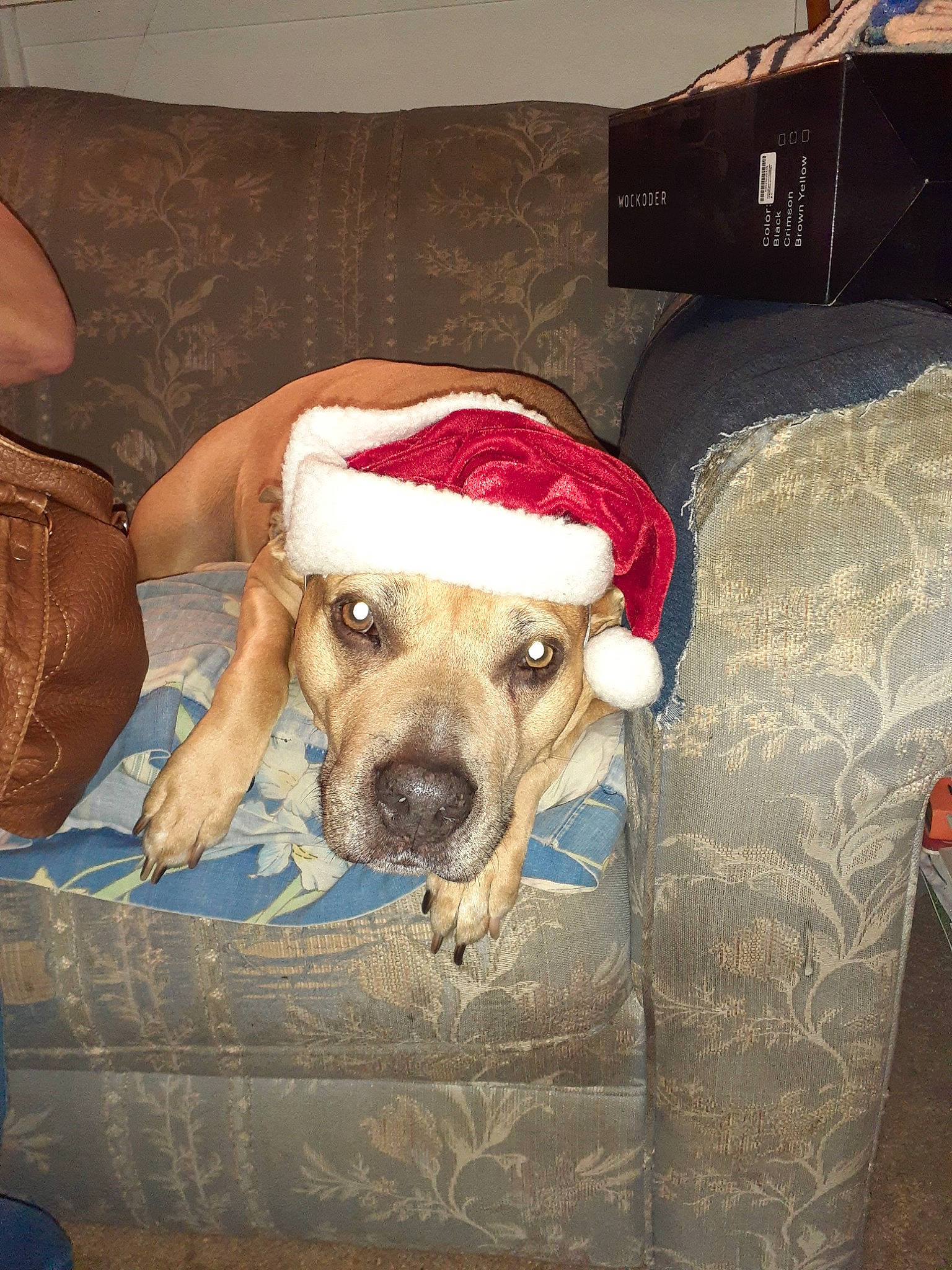 Nala is registered to the contest to win money with this photo: bag, canidae, carnivore, comfort, companion_dog, couch, dog, dog_breed, dog_supply, fawn, flooring, fur, guard_dog, luggage_and_bags, mammal, non_sporting_group, snout, sporting_group, whiskers, working_animal