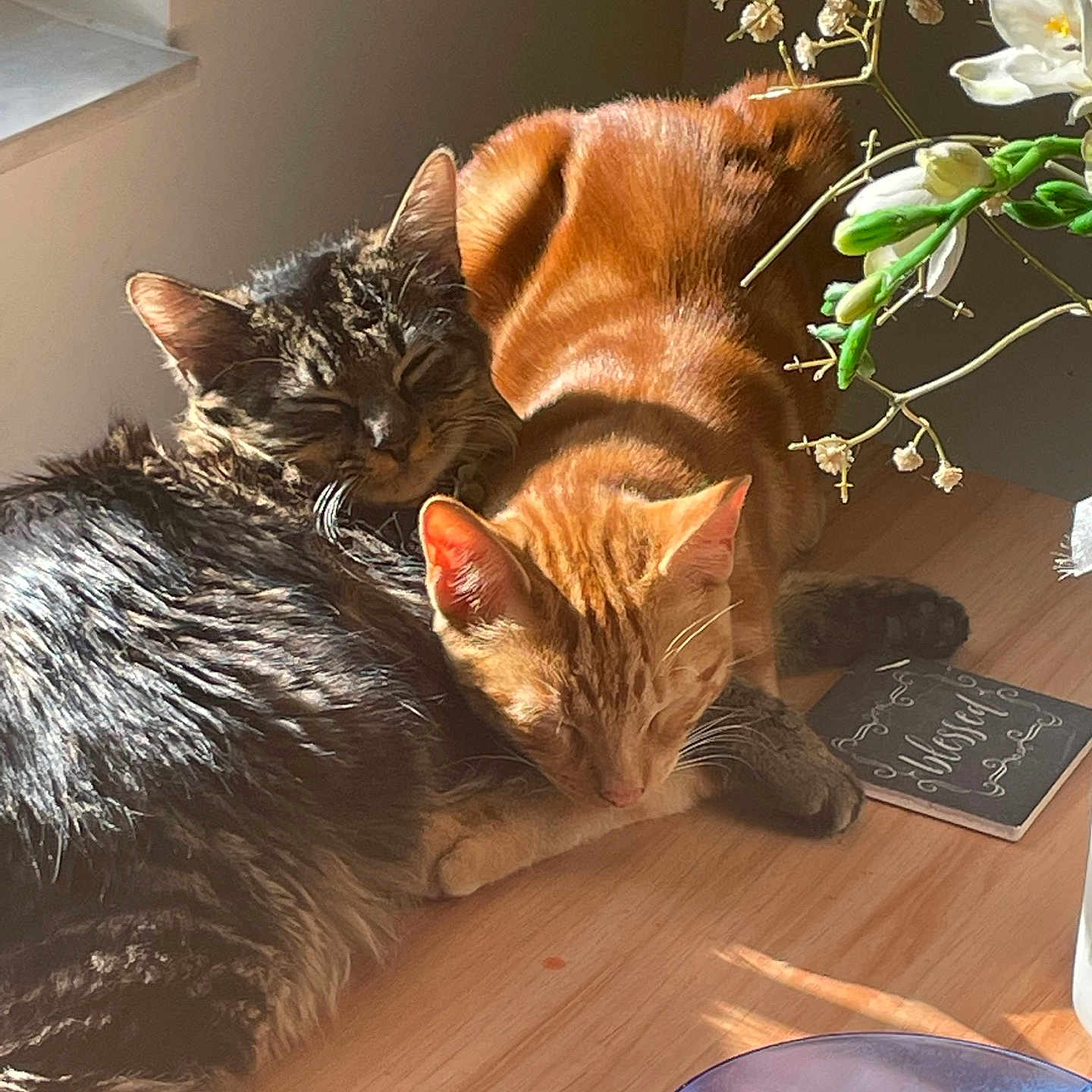 Nugget And Santiago is registered to the contest to win money with this photo: animal, cat, closeup, companion, cozy, cute, feline, flowers, ginger_cat, indoor, napping, notebook, pets, relaxing, sleeping, sunlight, tabby_cat, warm_light, windowsill, wooden_surface