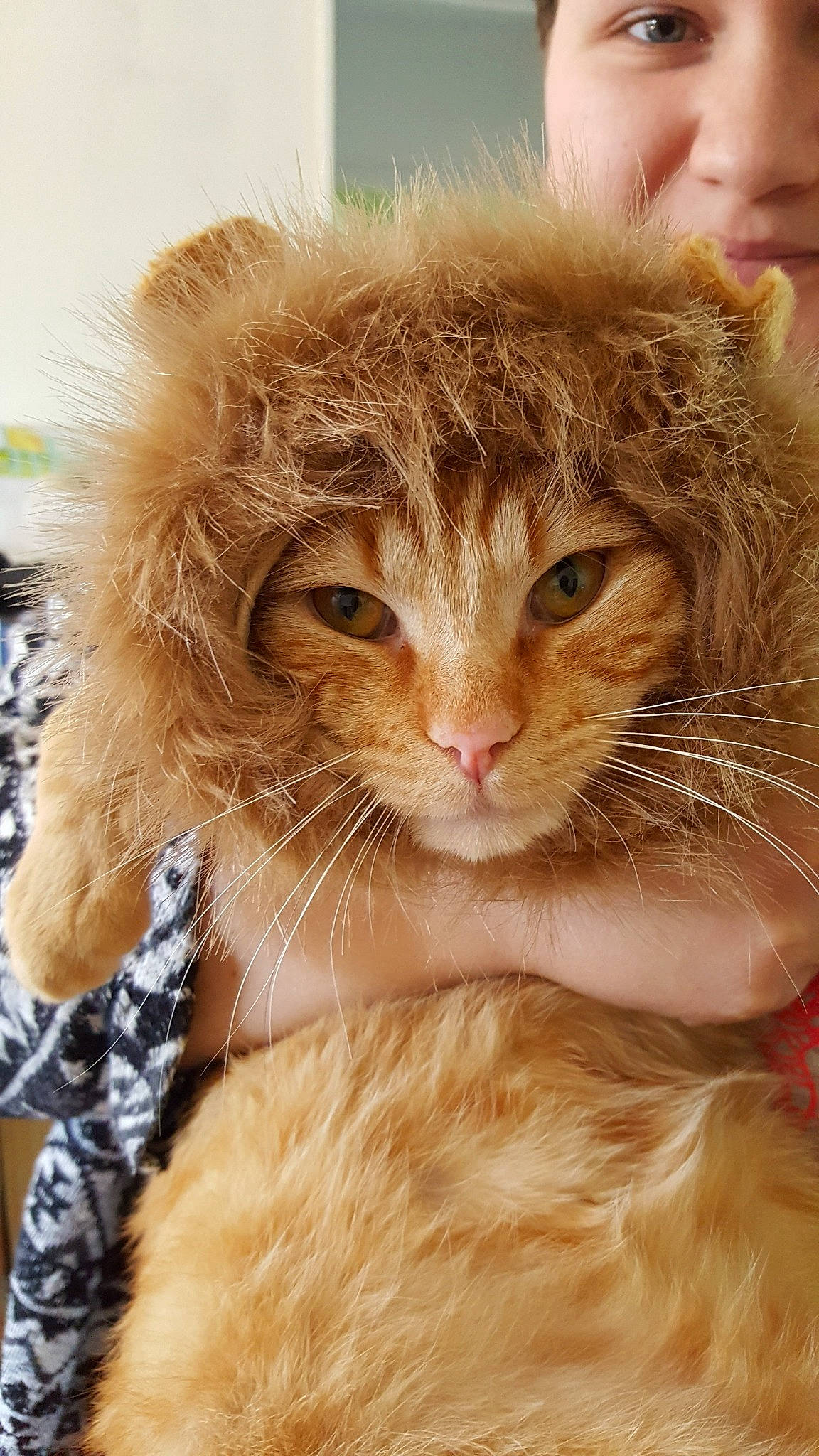 Leon participe au concours pour gagner de l'argent avec cette photo : blond, brown_hair, carnivore, cat, close_up, domestic_short_haired_cat, ear, eyelash, fawn, felidae, fur, gesture, hand, nose, paw, skin, small_to_medium_sized_cats, snout, terrestrial_animal, whiskers