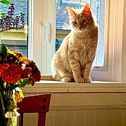 Leonardo Decatrio joined the competition — help win amazing prizes! cat, orange_tabby, windowsill, window, sunlight, flowers, bouquet, glass_jar, chair, wooden_chair, indoor, home, pet, animal, plant, leaf, table, peaceful, sunny, contemplative