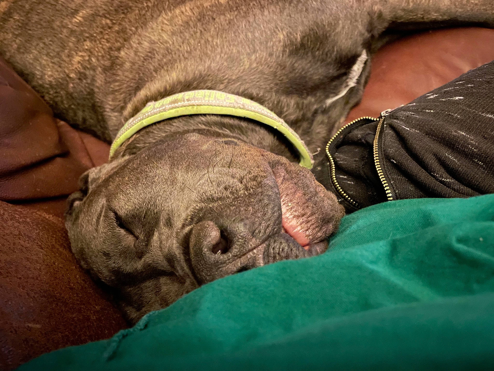 Ryder is registered to the contest to win money with this photo: canidae, carnivore, collar, comfort, companion_dog, dog, dog_breed, dog_collar, dog_supply, ear, fawn, fur, liver, nap, pet_supply, snout, sporting_group, terrestrial_animal, working_animal, wrinkle