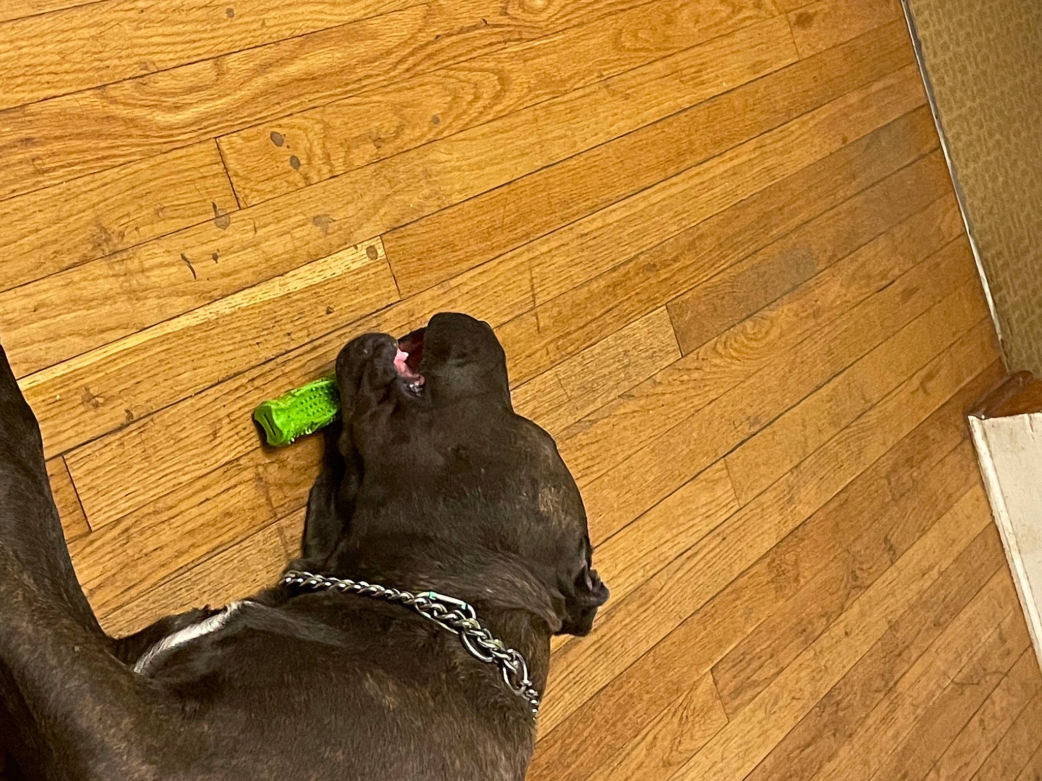 Ryder joined the competition — help win amazing prizes! brown, carnivore, collar, companion_dog, dog, dog_breed, dog_collar, fawn, floor, flooring, hardwood, laminate_flooring, liver, plank, snout, tail, tints_and_shades, wood, wood_stain, working_animal