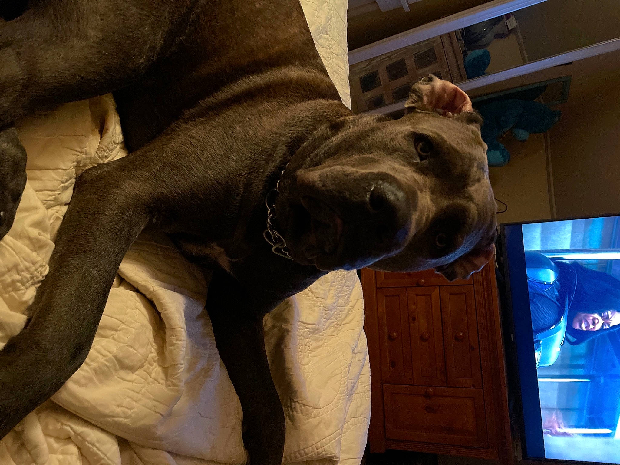 Ryder is registered to the contest to win money with this photo: art, canidae, carnivore, comfort, companion_dog, dog, dog_breed, fawn, fur, giant_dog_breed, guard_dog, jaw, liver, metal, non_sporting_group, snout, sporting_group, terrestrial_animal, working_animal, working_dog